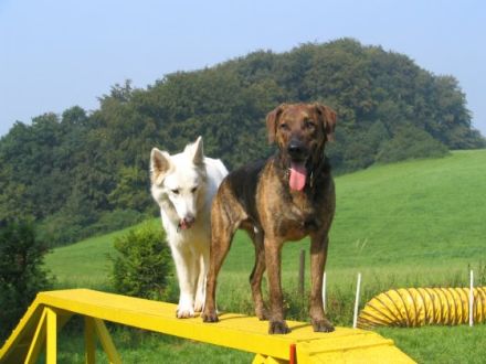 Familydog individuelles Training f. Hund u. Halter