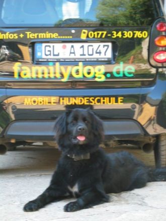 Familydog individuelles Training f. Hund u. Halter