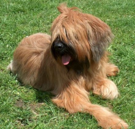 de l´avenue D´Artagnon