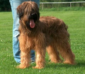 de l´avenue D´Artagnon