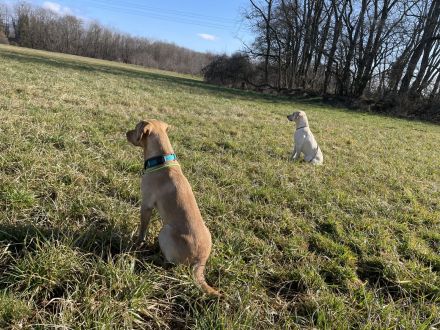 hundecouch sehen-verstehen-handeln