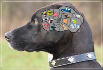 hundecouch sehen-verstehen-handeln