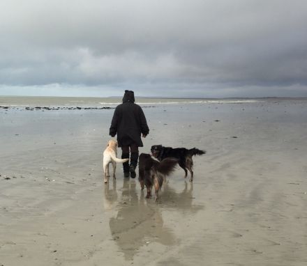 hundecouch sehen-verstehen-handeln