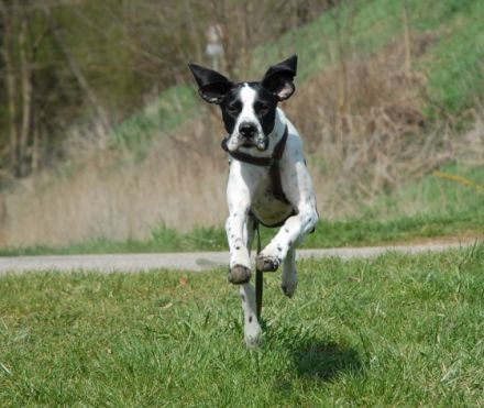 hundecouch sehen-verstehen-handeln