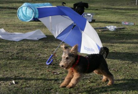 HundeArtige Hannover