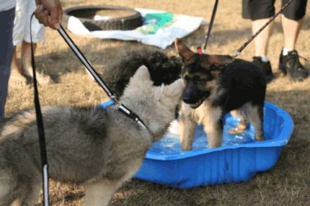 Verein für Deutsche Schäferhunde OG Darmstadt