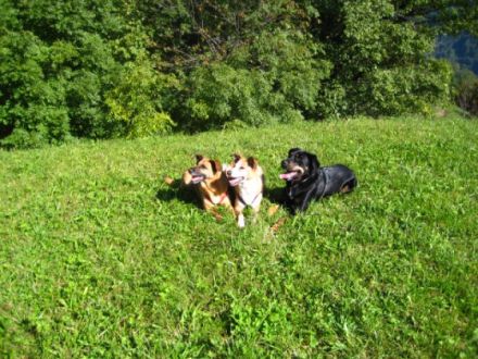 T. & S. unsere Hundeschule-pension