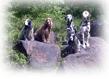 Das Team JELSI - die etwas andere Hundeerziehung