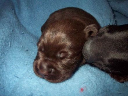 From the Little Farm