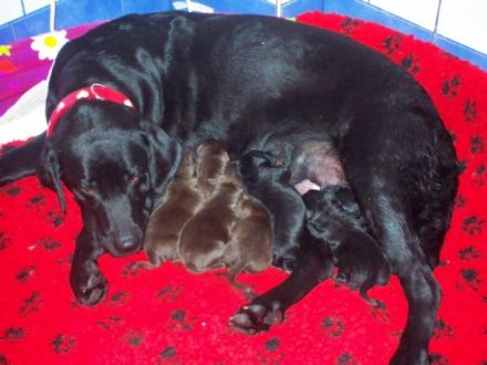 From the Little Farm