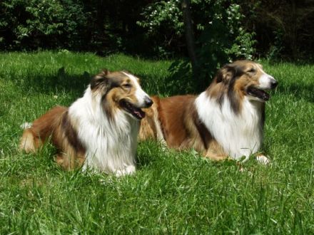 Zum Forsthaus Kittenrain