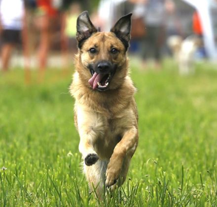 Mobile Hundeschule - Susanne Frank