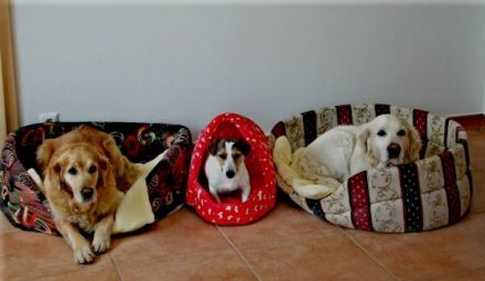 Hundehotel Hundepension Volz