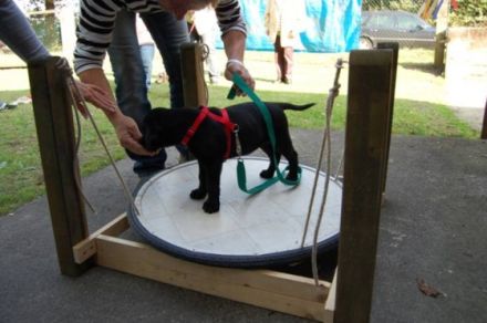 Hundeschule Pfotenarbeit