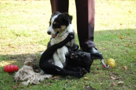 Hundeschule Pfotenarbeit