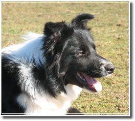 from Spirit of the Highland