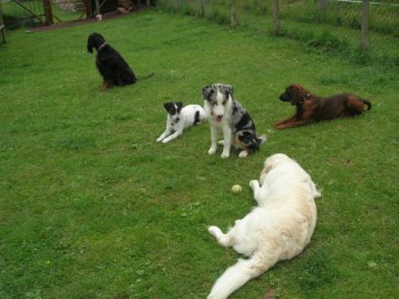 Tierpension Wiesengrund