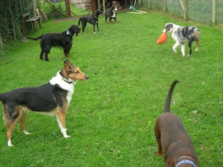 Tierpension Wiesengrund