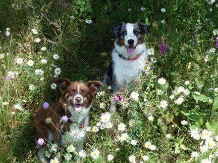 Tierpension Wiesengrund