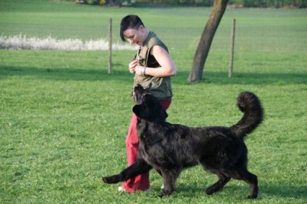 K.S.I.Trainingszentrum"vom schwarzen Drago",Gießen