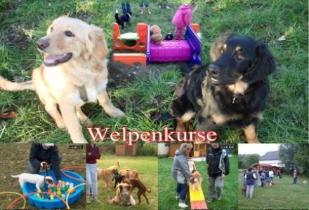 Hundeschule Muldental