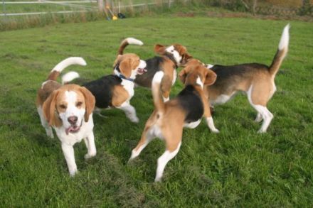 Monti`s Hundehotel und Hundetagesstätte