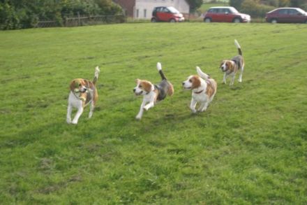 Monti`s Hundehotel und Hundetagesstätte