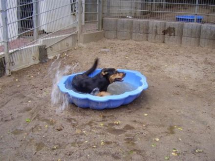 Tierheim Witten-Wetter-Herdecke