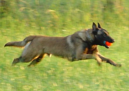 Hundeschule Gerhard Beetz