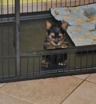 Von den zwei Eichen & Wild Devils