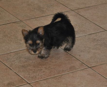 Von den zwei Eichen & Wild Devils