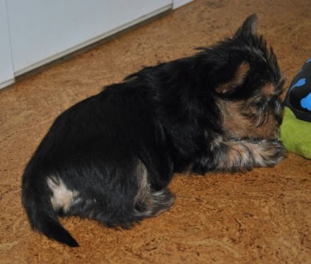 Von den zwei Eichen & Wild Devils