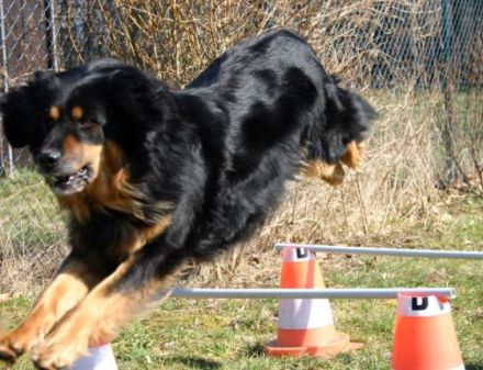 Sportverein für Gebrauchshunde Berlin West e.V.