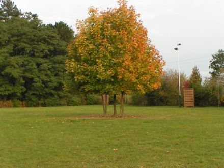 Sportverein für Gebrauchshunde Berlin West e.V.