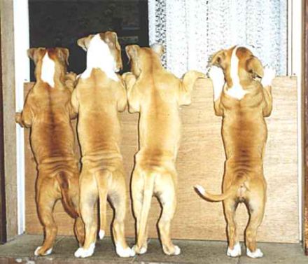 Hundepension Deubler