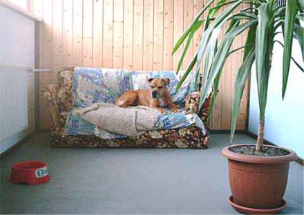 Hundepension Deubler