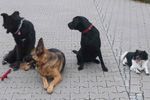 Hunde-Nachhilfe