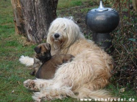 von der Piastenniederung