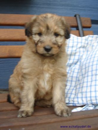 von der Piastenniederung