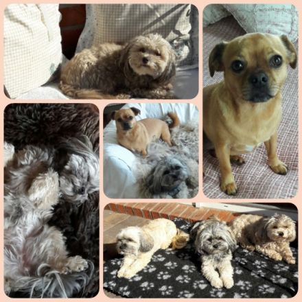 Kleine Landhaus-Hundepension Struvenhütten