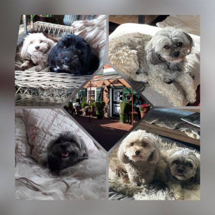 Kleine Landhaus-Hundepension Struvenhütten