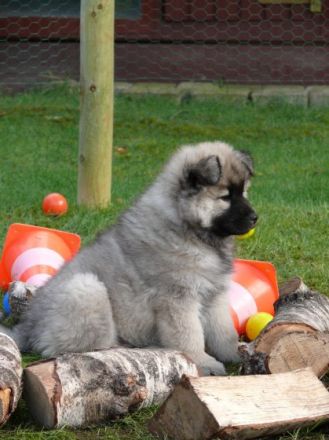 Hundeschule Brandheide