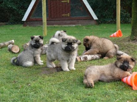 Hundeschule Brandheide