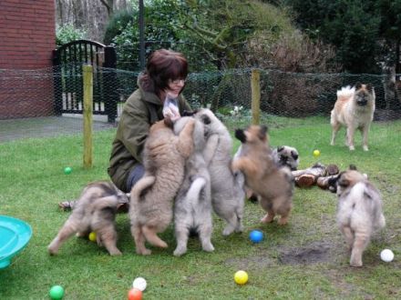 Hundeschule Brandheide