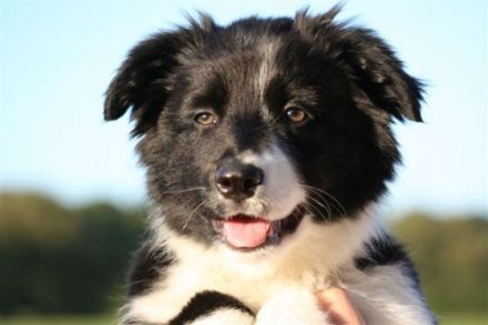 Professionelles Training für Hund und Mensch