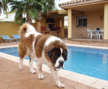 in Riumar" Spanien am 20km Hundestrand