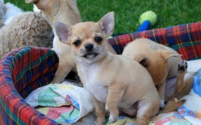 of my Little Snaftis