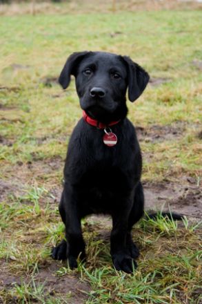 Hundeschule Kläffpunkt