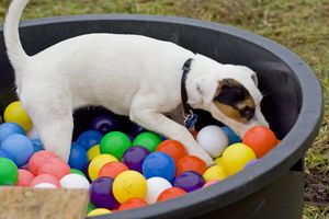 Hundeschule Kläffpunkt