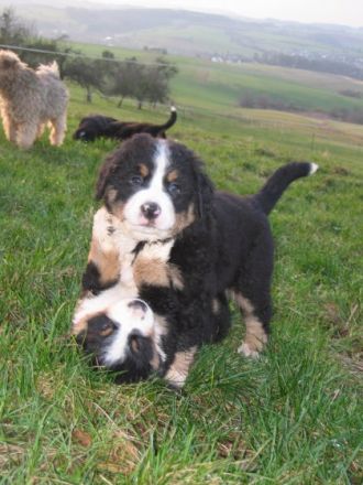 vom Schneppenbacher Hof